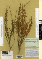 Type of Spartium ramosissimum Desf. [family FABACEAE]