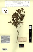 Type of Euclea undulata Thunb. [family EBENACEAE]