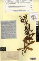 Isosyntype of Erythraea centaurium (L.) Pers. var. suffruticosa Griseb. [family GENTIANACEAE]