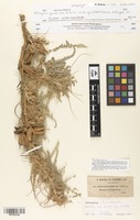 Isosyntype of Astragalus gombo Bunge [family FABACEAE]