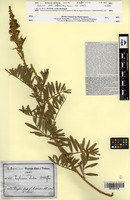 Isotype of Tephrosia elata Deflers [family FABACEAE]
