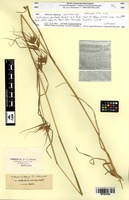 Isosyntype of Anthistiria punctata A.Rich. [family POACEAE]