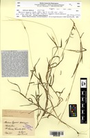Isotype of Panicum eggersii Hack. [family POACEAE]