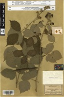 Isosyntype of Rubus winteri Focke [family ROSACEAE]