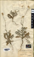 Carduus argentatus L. var. polycephalus Post [family ASTERACEAE]