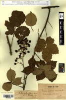Syntype of Rubus ulmifolius Schott f. dilatatus Sudre [family ROSACEAE]