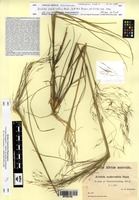 Isosyntype of Aristida scabrivalvis Hack. [family POACEAE]