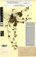 Isosyntype of Alchemilla micans Buser [family ROSACEAE]