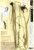 Type? of Festuca porcii Hack. [family POACEAE]