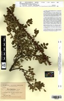 Isotype of Rosa agustiana Sennen [family ROSACEAE]