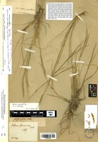 Isotype of Hordeum stenostachys Godr. [family POACEAE]