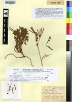 Syntype of Lotus cytisoides L. var. cinerascens Emberger & Maire [family FABACEAE-PAPILIONOIDEAE]