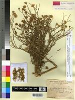 Holotype of Pegolettia dubiefiana Quézel [family ASTERACEAE]