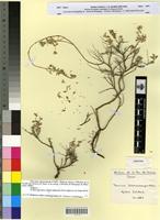 Isotype of Teucrium schoenenbergeri Nabli [family LAMIACEAE]