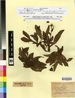 Syntype of Hieracium amplexicaule L. fa. porphyrogeton Zahn [family ASTERACEAE]