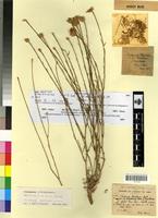 Holotype of Centaurea pomeliana Batt. fa. dealbata Maire [family ASTERACEAE]