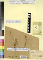 Holotype of Salsola gaetula Maire [family CHENOPODIACEAE]