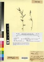 Holotype of Lathyrus saxatilis (Vent.) Vis. fa. paucifoliolatus Maire&Weiller [family FABACEAE-PAPILIONOIDEAE]