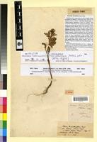 Holotype of Senecio fradini Pomel [family ASTERACEAE]