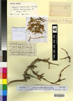 Holotype of Salsola alopecuroides Delile [family CHENOPODIACEAE]