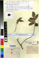 Holotype of Ficus capreifolia Delile [family MORACEAE]