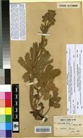 Type of Potentilla hirta L. var. atlantica Batt. [family ROSACEAE]