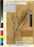 Type of Atriplex chenopodioides Battandier [family CHENOPODIACEAE]