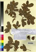 Type? of Quercus mirbeckii x ilex [family FAGACEAE]