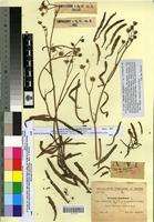 Type of Sonchus maritimus L. subsp. cartilagineus Mauricio&Sennen [family ASTERACEAE]