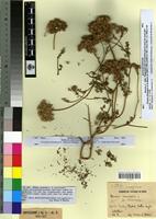 Type of Daucus muricatus L. fa. macrocarpa Sennen&Mauricio [family APIACEAE]