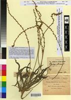 Type of Plantago albicantiformis Sennen [family PLANTAGINACEAE]