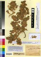 Type of Ononis gamiri Sennen&Mauricio [family FABACEAE-PAPILIONOIDEAE]