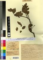 Type? of Quercus alpest.x fagin.x nordafr. f. curticupularis Villar [family FAGACEAE]