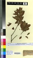 Type? of Quercus ilex L. f. mixta Villar [family FAGACEAE]