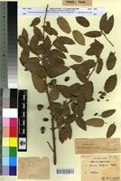 Syntype of Quercus x kabylica Trab. [family FAGACEAE]