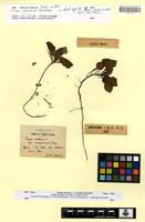 Type of trapa algeriensis V.N.Vassil. [family TRAPACEAE]