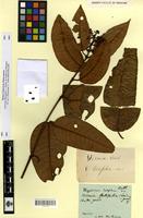Type of hypericum latifolium Aubl. [family CLUSIACEAE]