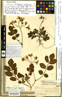 Isotype of Solanum commersonii Dunal [family SOLANACEAE]