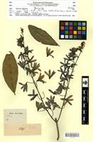Isosyntype of Petrea aspera Turcz. [family VERBENACEAE]