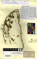 Isotype of Daemia schmittiana Pomel [family ASCLEPIADACEAE]