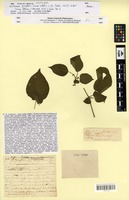 Isotype of Withania pyrifolia Dunal [family SOLANACEAE]
