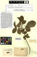 Isotype of Zanthoxylum monogynum A. St.-Hil. [family RUTACEAE]