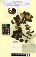 Type? of Quercus ballota Desf. [family FAGACEAE]