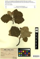 Sorbus aria x torminalis [family ROSACEAE]