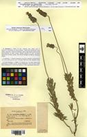 Isosyntype of Lavandula dentata L. var. candicans Batt. [family LAMIACEAE]