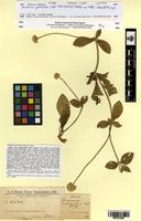 Isotype of Gomphrena guaranitica Chod. [family AMARANTHACEAE]