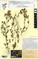 Type of Ononis curtipendula Sirjaev [family FABACEAE-PAPILIONOIDEAE]