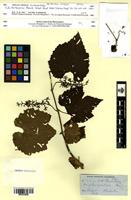 Isosyntype of Vitis berlandieri Planch. [family VITACEAE]