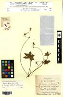 Type of Geranium acutilobum Coincy [family GERANIACEAE]