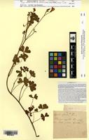 Isotype of Oxalis refracta A.St.-Hil. [family OXALIDACEAE]